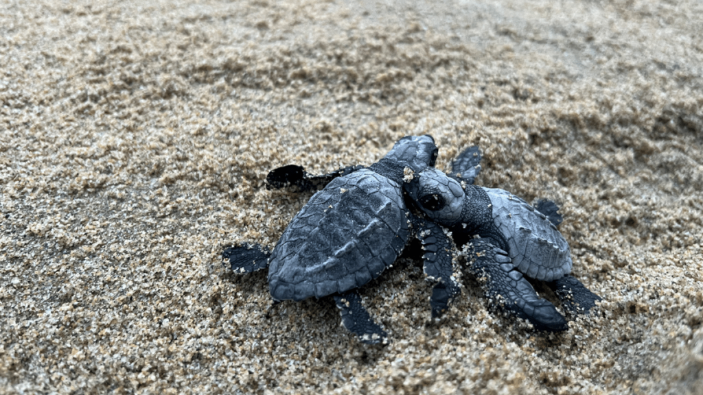 two baby sea turtles on the sand
