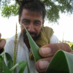 Gora Singh's mother was dying when she asked him to stop using chemicals on their farm. Four years later, his mother was gone and he'd transitioned half of their land - so far - to organic farming, the half he and his family ate from. The crops sprayed and saturated with the pesticides and fertilizers went to market. Gora is content. "Each year," he says, "the yield goes up." With chemical farming, he explains as we sit on the ground among the corn stalks, work is only done on the crop, not on the soil. With organic, it is a slower process, but the idea, the root of the idea, is to build the soil, nurture the tilth that holds the water, that feeds the roots, that makes the plants grow strong. Don't the pests come? He rises, and leans into a stalk of corn, pulling the leaves back. He searches. He points to a spider, black and yellow. In its clutches is the remainder of the pest known as the grey bug. "Before all the bugs were gone, good and bad." Now the good remain, and are there to eat the bad. Once we find the one spider, everywhere I look I see more, tucked into the folds where corn leaf meets stalk, scurrying from my footfalls into cracks in the earth. So why, I ask Gora, doesn’t everyone go organic? It was more work, he admitted, but the main reason is "they’re used to chemical farming and they don’t want to take risks." #RiverRuns #ElementalIndia #ecoswaraj #India
#earth #organic #agriculture #GreenRevolution #Punjab #riskeverything