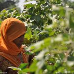 Her fingers flutter across the bushes, like bees pollinating, the reaping tossed into a sling across her back. I reach for one cotton bloom, unprepared for the sharp points where the seed head opens into five folds, the soft interior protected from predators like me, the points digging into my fingertips. I yank awkwardly at the bloom and she laughs, a smile seeping though the gauzy fabric that she drew over her face when I arrived. That one’s not ready, she explains, guiding my hand to a better bloom. Tis the season of the reaping, and her fingers move through the green to find the off-white cloud bursts that can be spun into cloth. At six rupees per kilo, a good day can yield a dollar. Medikhere, #Punjab #RiverRuns #ElementalIndia #earth #ecoswaraj