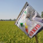 Spent insecticide packets are stabbed onto poles to mark the boundary lines between the fields of the farmers. Of Beant's nine acres, he's made two organic, and plans on more. . "This is the demand of the day," he tells me. "Because of pollution – the air, the water – we have many problems." The soil got hard with chemical farming are organic, or heading there. a neighbor’s property line. He has 16 acres total land, nine around here. men use great big pitchforks to gather straw and pile it twenty feet high on top of a truck. His friend, whos name means pumpkin, is not ready for the change. "I’ll wait to see how Beant does before trying out organic," he says.