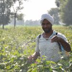 While I sat perched on Amarjeet’s tree-canopied table at the center of his few acres. A hundred feet in one direction, women and children picked cotton on a neighbor’s land. A hundred feet in another direction, two men walked by with pesticide sprayers on their backs—“nozzleheads” in Western lingo—each rhythmically pumping down on a hand lever that spumed pesticides out in a mist they walked through and inhaled. It was peaceful as they moved apace, a dozen feet from each other, walking up the rows and turning to return down the field. There was the soft pumping sound, the spray landing like a magical mist on the cotton or drifting (some of it) onto Amarjeet’s land. Tiny farms like Amarjeet’s that chose to forgo chemicals or genetically modified crops would always have to contend with drift and cross-pollination from their neighbors’ land. Amarjeet echoed what I heard many farmers say: labor was their greatest problem. “No one wants to come and work on my farm because it’s too much work. Pesticides are like intoxicants—they’re addictive. And it’s more convenient to spray.”