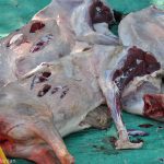 Freshly butchered, skinless, odorless, their bellies scored open, and their flesh certifiably diclofenac-free, the goats arrived twice a week to the Jatayu Conservation Breeding Center in Haryana. Millions of South Asia's vultures were dead from diclofenac, disappeared in less than a decade., but these goats were bound for the ones that remained, the ones riding the ark